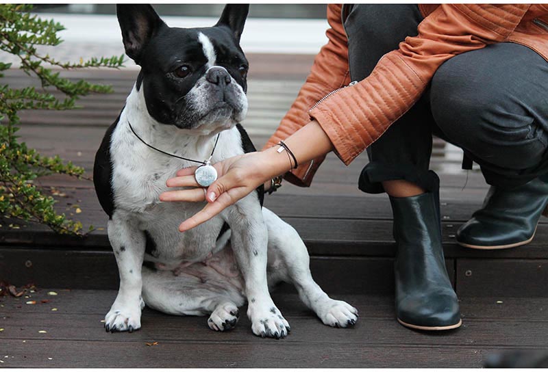 Bouledogue-français